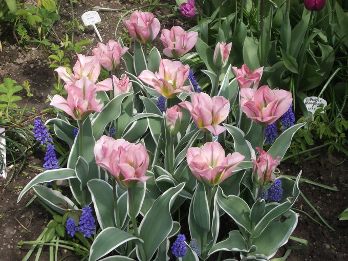 Tulipa Chinatown og blå perleblomster - Chinatown er en av de få tulipanene som har variegert bladverk